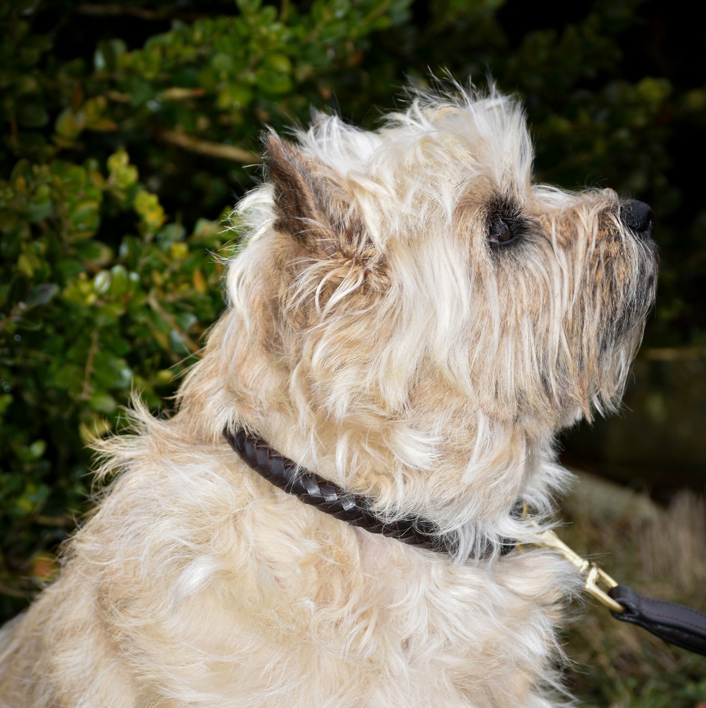 Premium dog collar in rounded natural tanned leather
