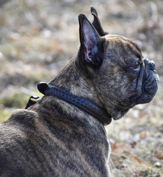 Premium dog collar in plaited natural tanned leather
