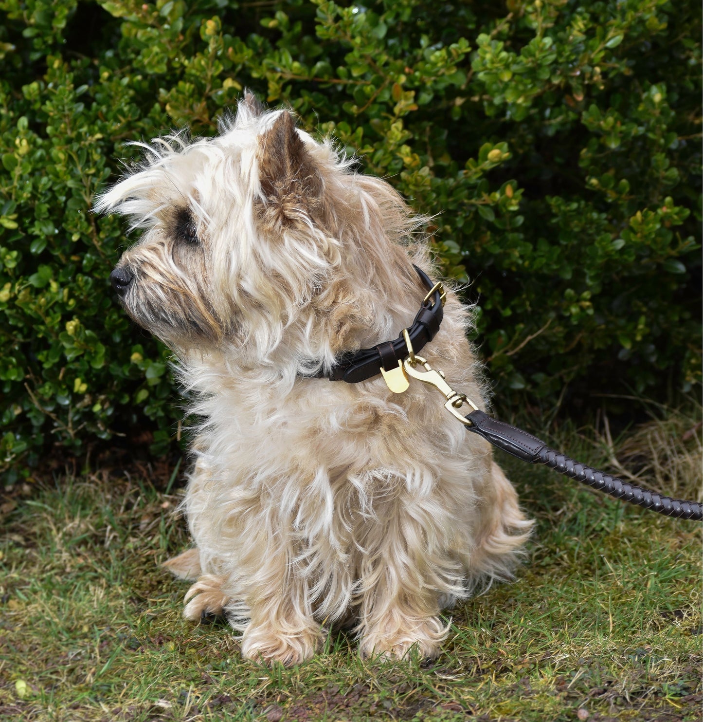 Premium dog collar in rounded natural tanned leather