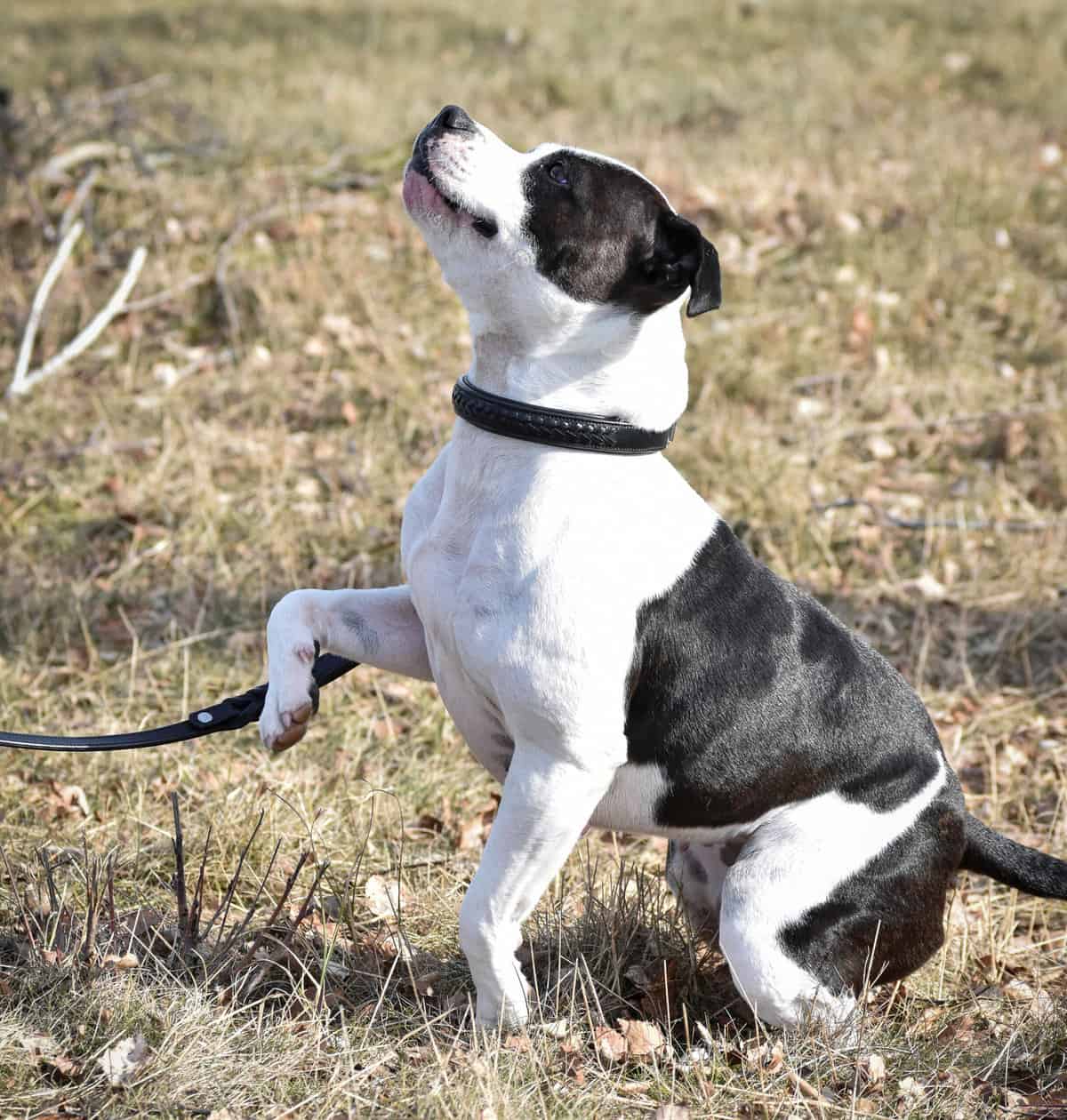 Premium dog collar in plaited natural tanned leather