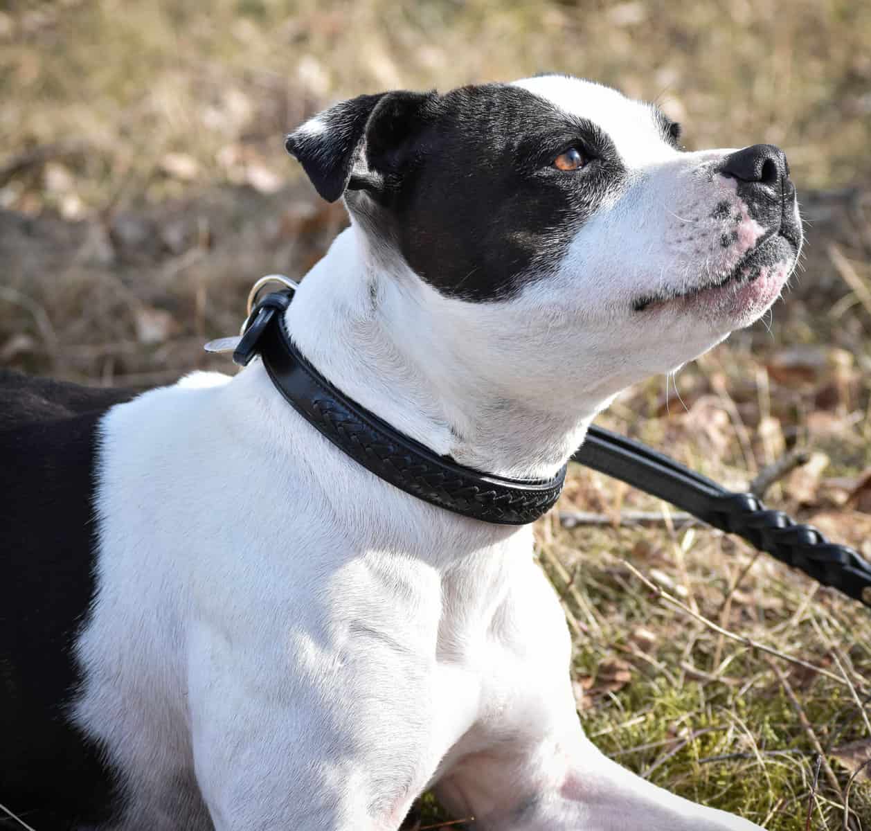 Premium dog collar in plaited natural tanned leather
